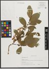 Foto von Salix silesiaca Willd.